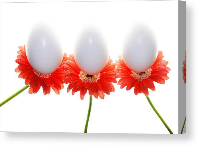 Eggs Canvas Print featuring the photograph Eggsactly Balanced by Rebecca Cozart
