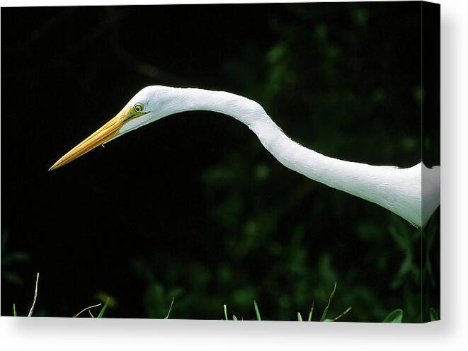 Egret Canvas Print featuring the photograph Egret 1 by Ted Keller