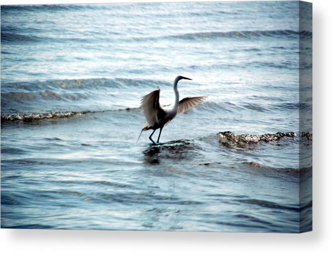 Wildlife Canvas Print featuring the photograph Egret at Sunset by Kathleen Stephens