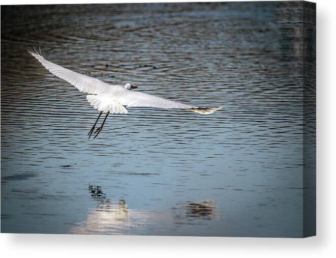 Egret Canvas Print featuring the photograph Egret Flight Plan by Ray Congrove