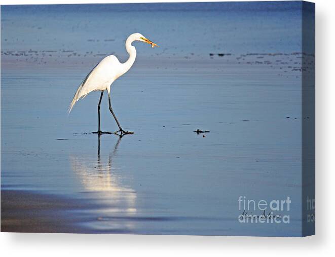 Egret Canvas Print featuring the photograph Egret Get's Lunch by Alison Salome