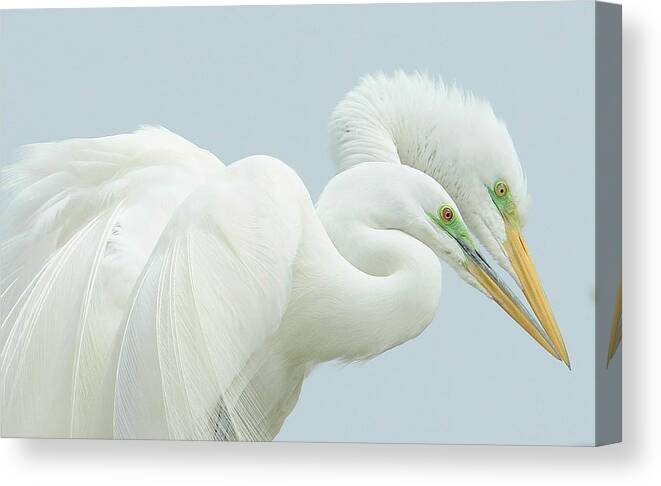 Great Egrets Canvas Print featuring the photograph Egrets In Love 2 by Fraida Gutovich