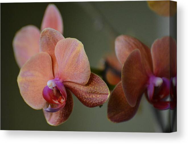 Flower Canvas Print featuring the photograph Elegance by Rosanne Ricard