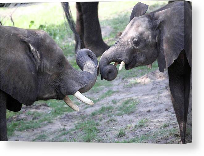 Animals Canvas Print featuring the photograph Elephant Greeting I by Mary Haber