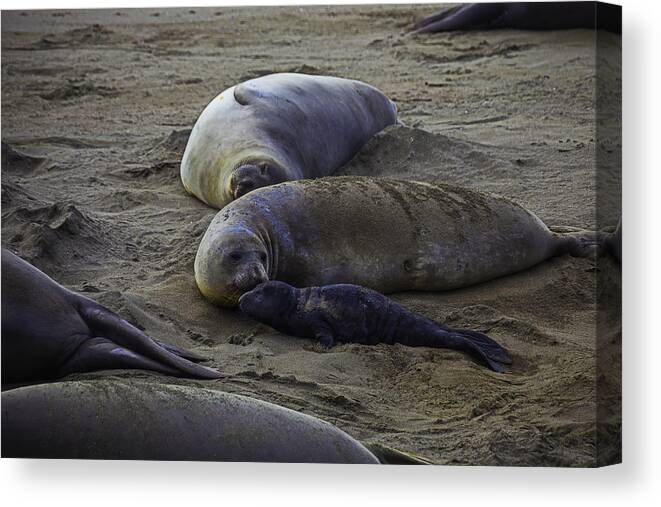 Elephant Canvas Print featuring the photograph Elephant Seal Mom And Pup by Garry Gay