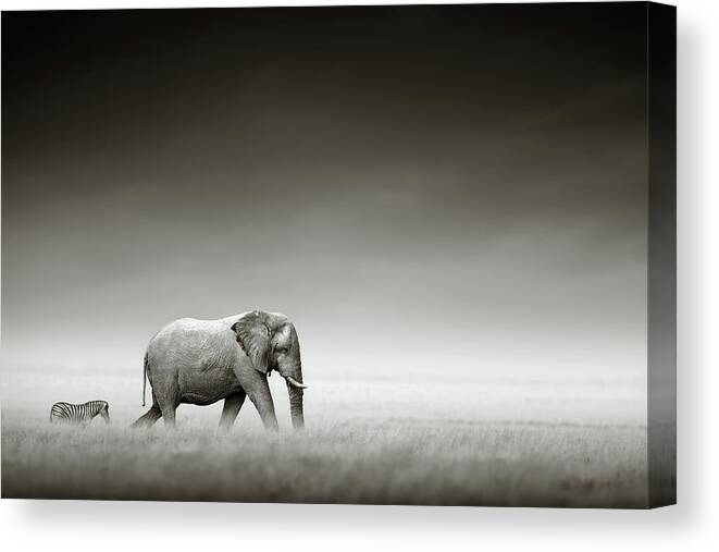 #faatoppicks Canvas Print featuring the photograph Elephant with zebra by Johan Swanepoel