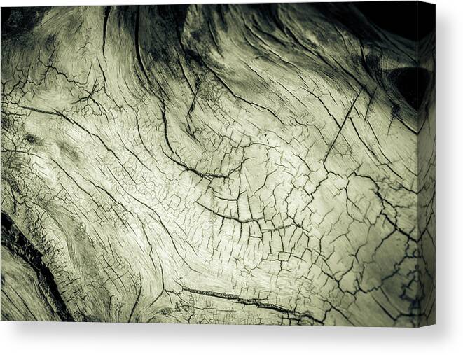 Drift Wood Art Canvas Print featuring the photograph Elephant Wood of Memory by John Williams
