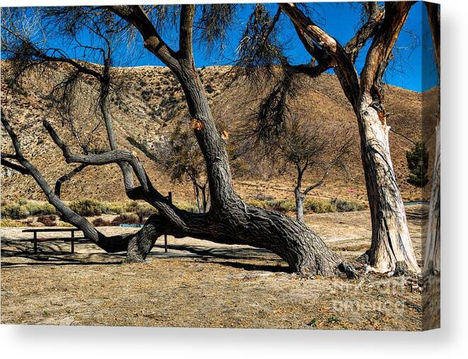 Elizabeth Lake; Sierra Pelona Mountains; Leona Valley; Yellow; Blue; Brown; Sky; Mountain; Trees; Picnic Tables; Abandoned Park Canvas Print featuring the photograph Elizabeth Lake Tree by Joe Lach