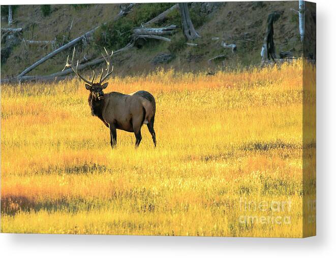 Elk Canvas Print featuring the photograph Elk Buck Yellowstone by Ben Graham