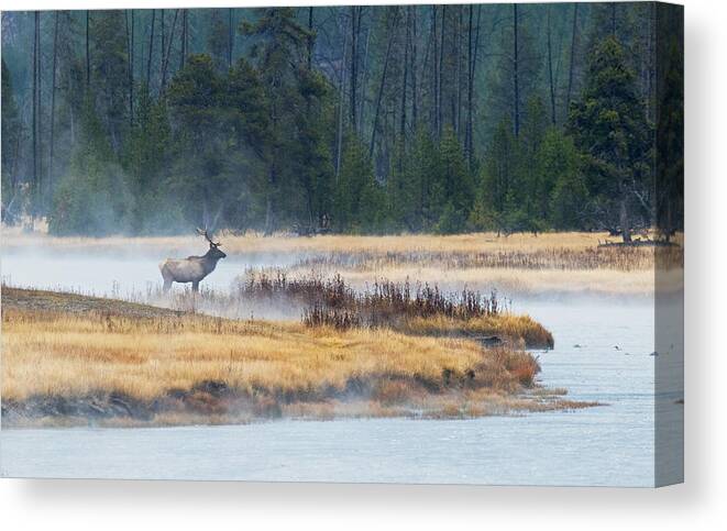 Elk Canvas Print featuring the photograph Elk Crossing by Shari Sommerfeld