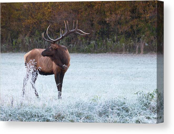 Conservation Canvas Print featuring the photograph Elk of Smoky Mountains National Park by Scott Slone