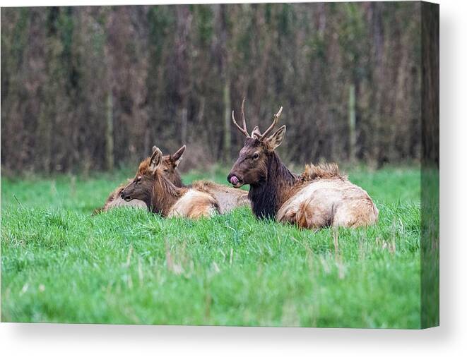 Elk Canvas Print featuring the photograph Elk Relaxing by Paul Freidlund