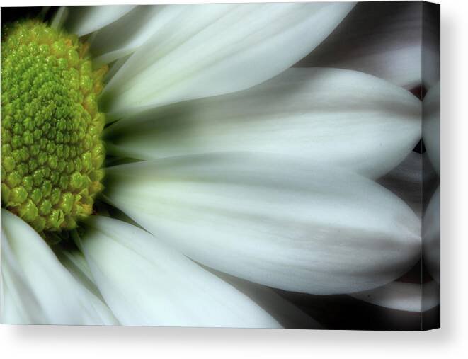 Daisy Canvas Print featuring the photograph Embrace by Mike Eingle