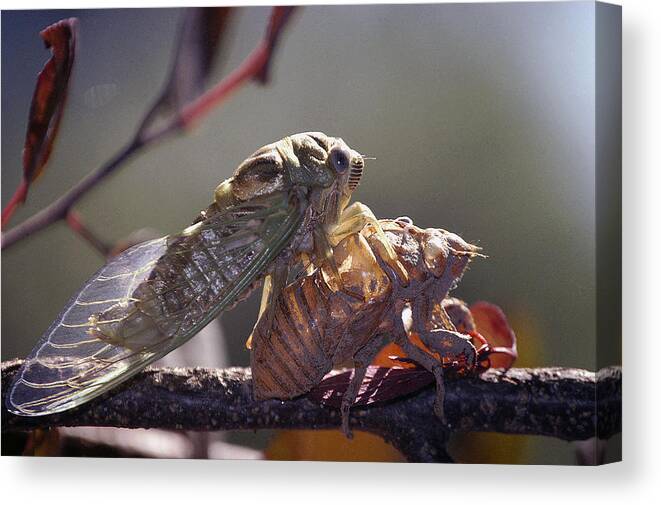 Cicada Canvas Print featuring the photograph Emerging - Cicada 1 by DArcy Evans