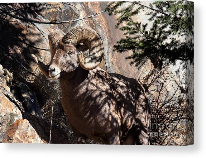 Bighorn Sheep Canvas Print featuring the photograph Emerging Ram by Jim Garrison