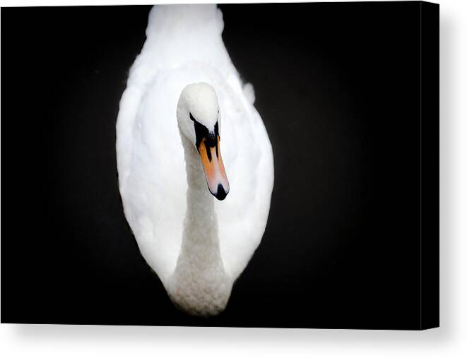 Ireland Canvas Print featuring the photograph Swan At Emo Court by Sublime Ireland