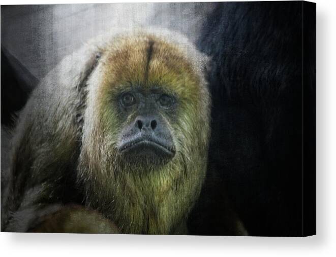 Howler Monkey Canvas Print featuring the photograph What a Face #1 by Karol Livote