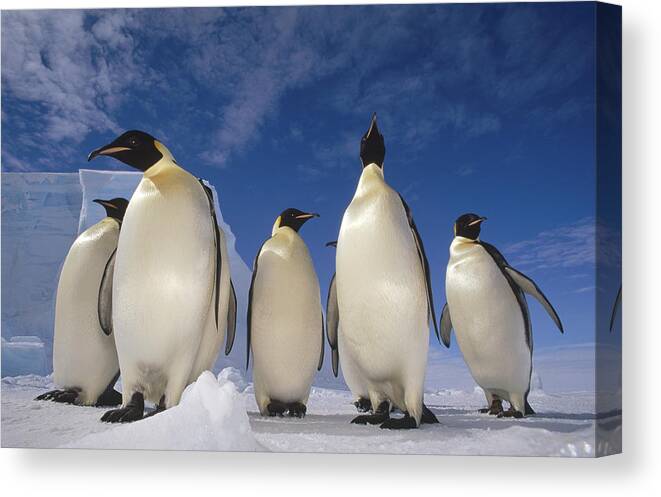 00140469 Canvas Print featuring the photograph Emperor Penguins Antarctica by Tui De Roy