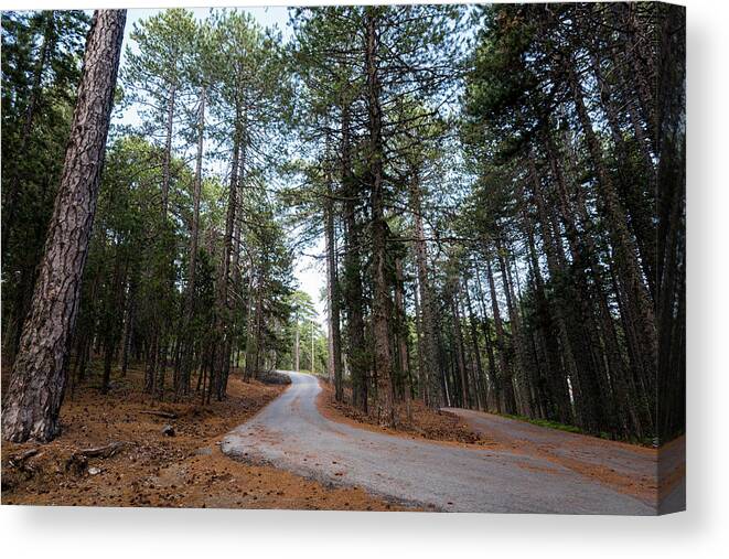 Landscape Canvas Print featuring the photograph Empty road passing through the forest by Michalakis Ppalis