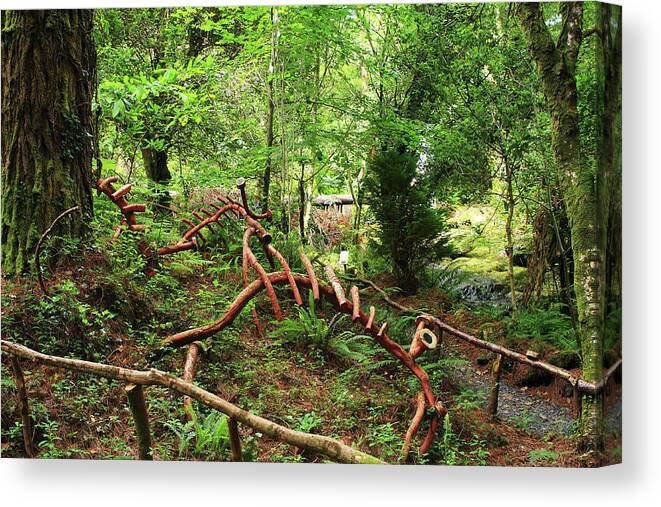 Light Canvas Print featuring the photograph Enchanted Forest by Aidan Moran