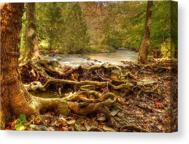 Trees Canvas Print featuring the photograph Enchanted Forest by Ann Bridges