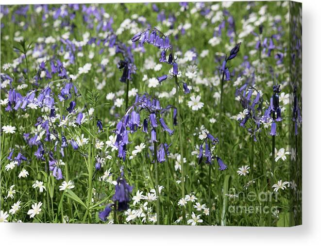 Bluebells Canvas Print featuring the photograph English Blue and White Flowers by Julia Gavin