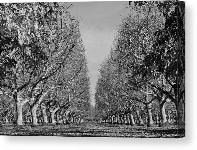 Orchard Canvas Print featuring the photograph English Walnut Orchard by Pamela Patch