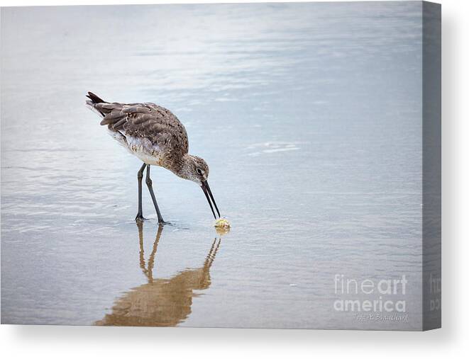 Florida Canvas Print featuring the photograph Enjoying A Meal by Todd Blanchard
