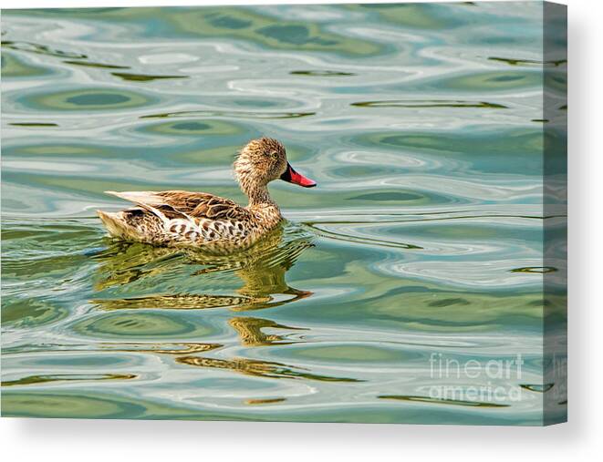 Duck Canvas Print featuring the photograph Enjoying by Pravine Chester
