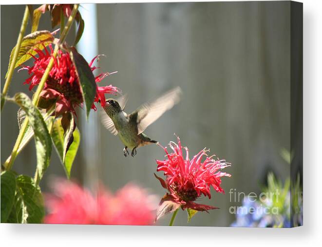 Hummingbird Canvas Print featuring the photograph Enjoying The Bee Balm by Cathy Beharriell