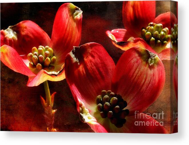 Dogwood Canvas Print featuring the photograph Entwined Secrets by Michael Eingle