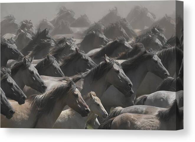 Horses Canvas Print featuring the photograph Escape by Dieter Uhlig