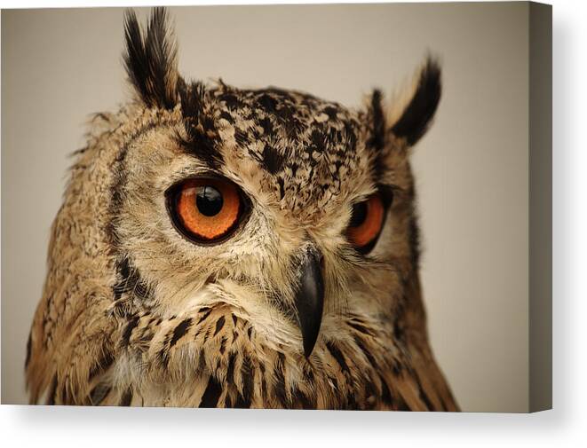 Bird Canvas Print featuring the photograph Eurasian Eagle Owl Portrait by Adrian Wale