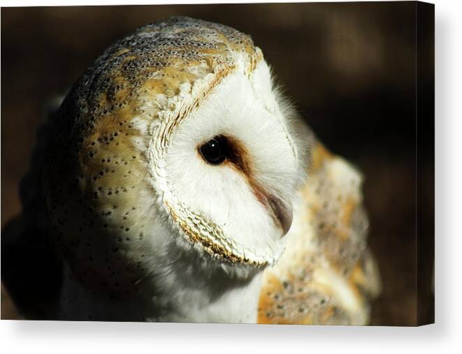 Owl Canvas Print featuring the photograph European Barn Owl by Holly Ross