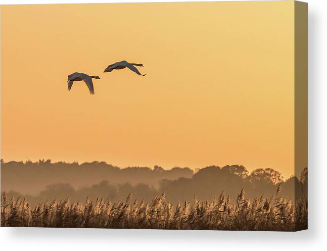 Swans Canvas Print featuring the photograph Evening Flight Home by Wendy Cooper
