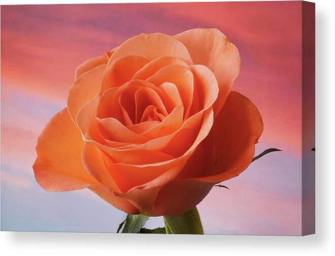 Rose Portrait Canvas Print featuring the photograph Evening Rose by Terence Davis