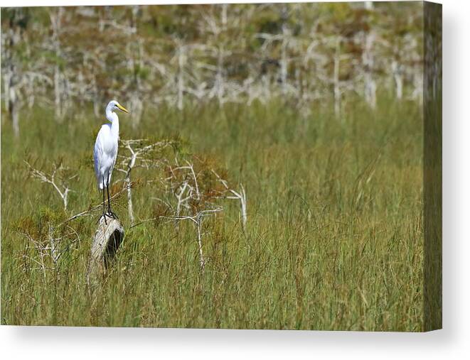 Everglades National Park Canvas Print featuring the photograph Everglades 451 by Michael Fryd