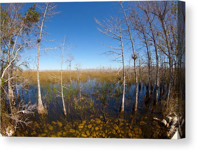 Everglades National Park Canvas Print featuring the photograph Everglades 85 by Michael Fryd