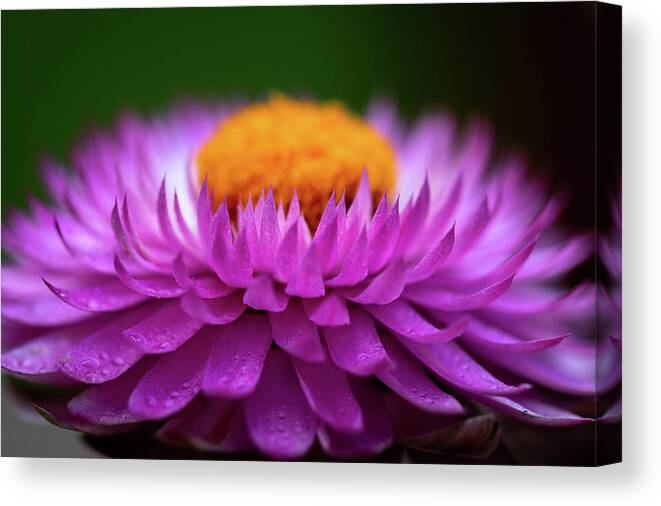 Flower Canvas Print featuring the photograph Everlasting by Carrie Hannigan