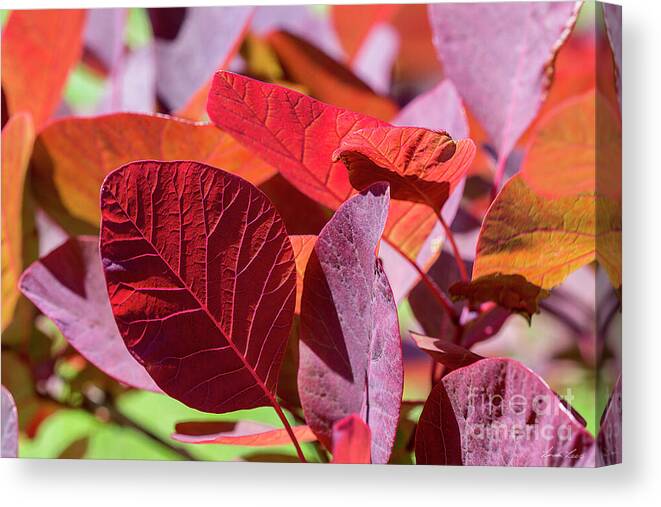 Leaves Canvas Print featuring the photograph Everything is Extraordinary by Linda Lees