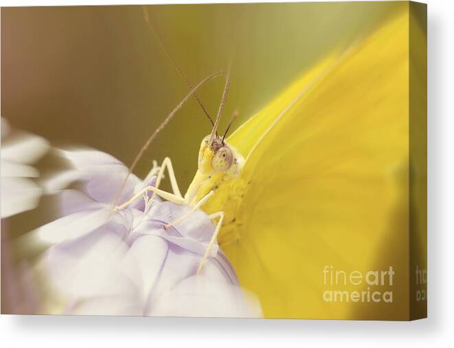 Eye Contact Canvas Print featuring the photograph Butterfly Eye Contact by Chris Scroggins