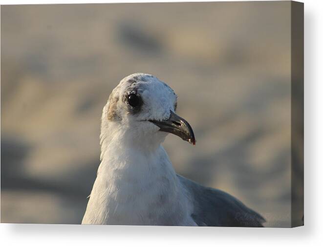 Animals Canvas Print featuring the photograph Eye of the Gull by Robert Banach