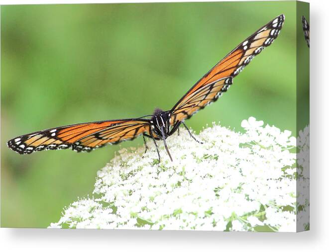 Butterfly Canvas Print featuring the photograph Eye See You by Anita Oakley