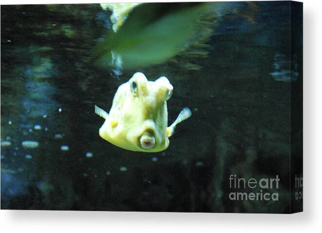 Longhorn-cowfish Canvas Print featuring the photograph Face of a Horned Boxfish Swimming Underwater by DejaVu Designs