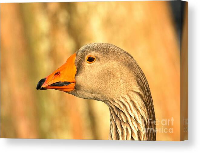 Toulouse Goose Canvas Print featuring the photograph Face Of A Toulouse Goose by Adam Jewell