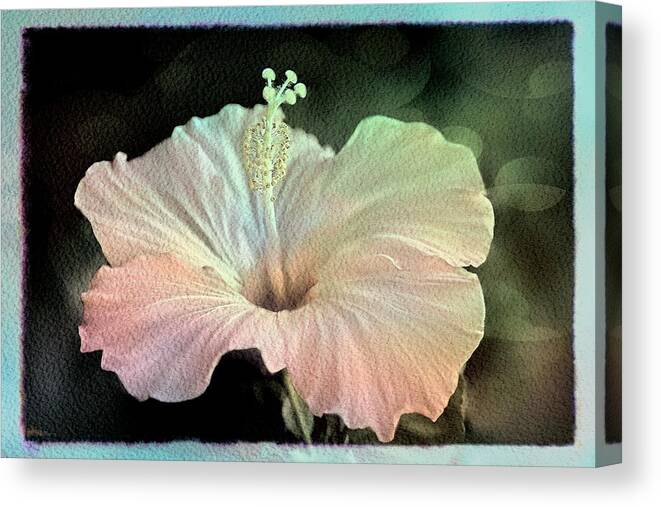 Hibiscus Canvas Print featuring the photograph Faded Hybiscus by Bonnie Willis