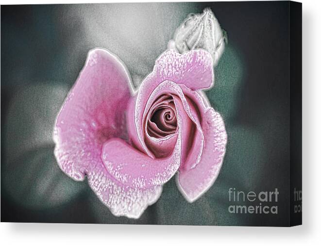 Rose Canvas Print featuring the digital art Faded Romance by Sharon McConnell