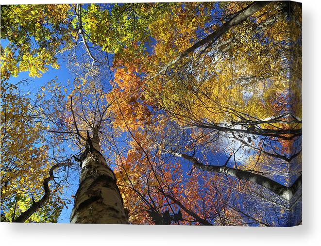 Fall Canvas Print featuring the photograph Fall Canopy Patterns 6 by Mary Bedy