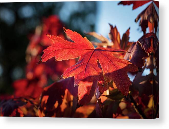 Scenic Canvas Print featuring the photograph Fall Color 5528 23 by M K Miller