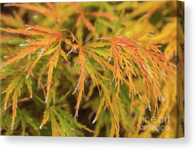Scenic Canvas Print featuring the photograph Fall Color 5528 41 by M K Miller